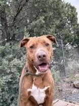 An adult large-sized male Brown / Chocolate American Bulldog dog named Tank for adoption in Lakeside, AZ