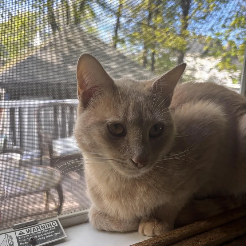 A baby small-sized male Buff / Tan / Fawn Domestic Short Hair cat named Arnold for adoption in Melrose, MA