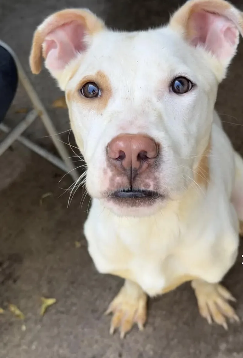 An adult medium-sized female White / Cream Pit Bull Terrier dog named Tropicana for adoption in Chicago, IL