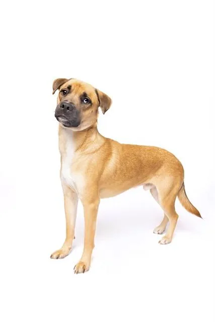 A young medium-sized male Terrier dog named Toby for adoption in Miami, FL