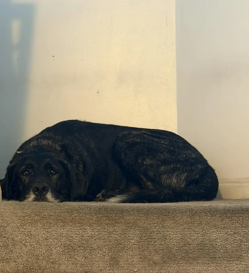An adult large-sized female Retriever dog named Gwenny for adoption in Royal Oak, MI