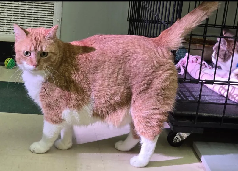 An adult medium-sized female Domestic Short Hair cat named Penderwick for adoption in Muskegon, MI