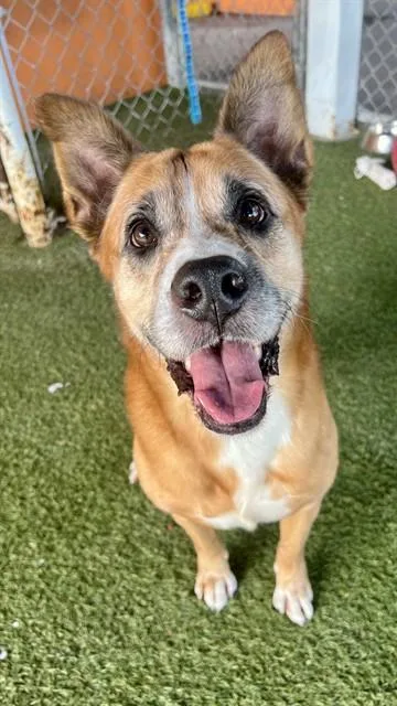 An adult large-sized male Terrier dog named Benny for adoption in Miami, FL