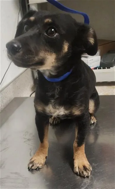 A young small-sized female Chihuahua dog named Chloe for adoption in Bakersfield, CA