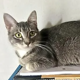 A young medium-sized female Tabby (Gray / Blue / Silver) Domestic Short Hair cat named Mia for adoption in Liverpool, TX