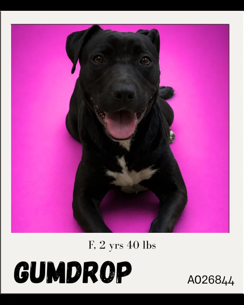 An adult small-sized female White / Cream Labrador Retriever dog named Gumdrop for adoption in Tigard, OR