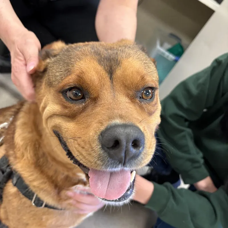 An adult large-sized female Red / Chestnut / Orange Shepherd dog named Honey for adoption in South Elgin, IL
