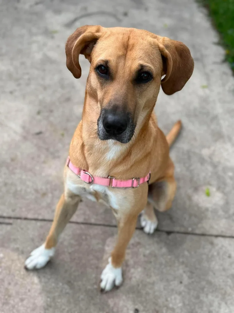 An adult medium-sized female Apricot / Beige Mixed Breed dog named Respie for adoption in De Pere, WI