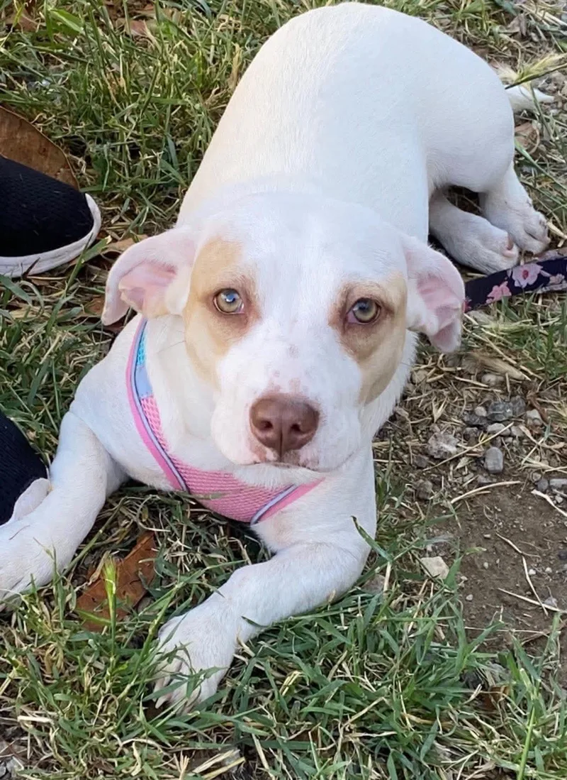 A baby medium-sized male Golden Pit Bull Terrier dog named Frankfurter for adoption in Brentwood, CA