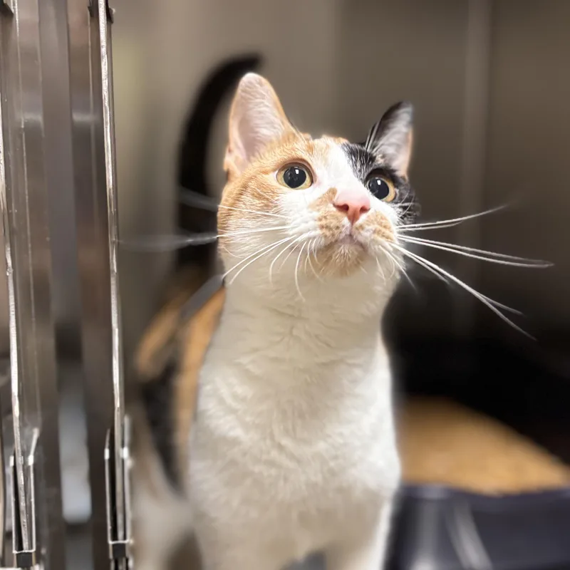 A young medium-sized female Calico cat named Patty Cake for adoption in Collierville, TN