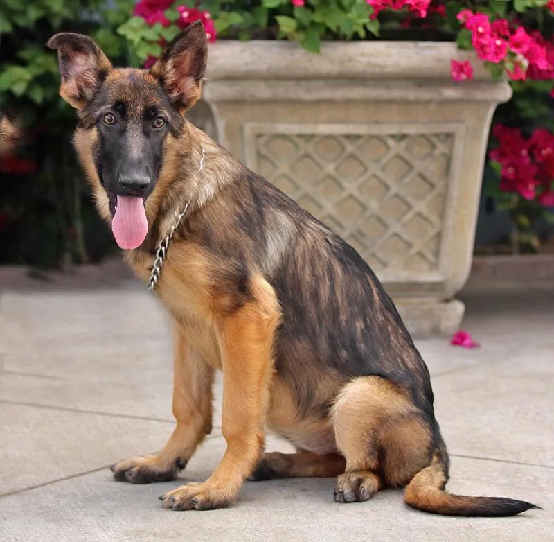 Mandy Von Moutier thumbnail 4