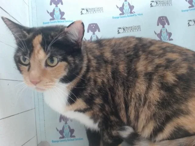 An adult small-sized female Domestic Short Hair cat named Kyro for adoption in Orlando, FL