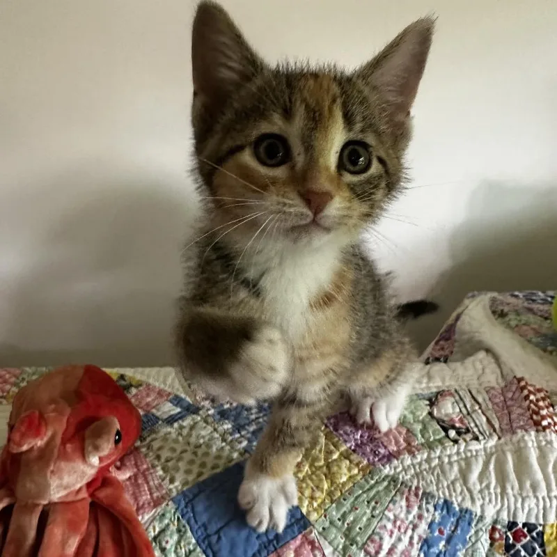 A baby small-sized female Torbie Domestic Short Hair cat named Kennedy for adoption in Georgetown, KY