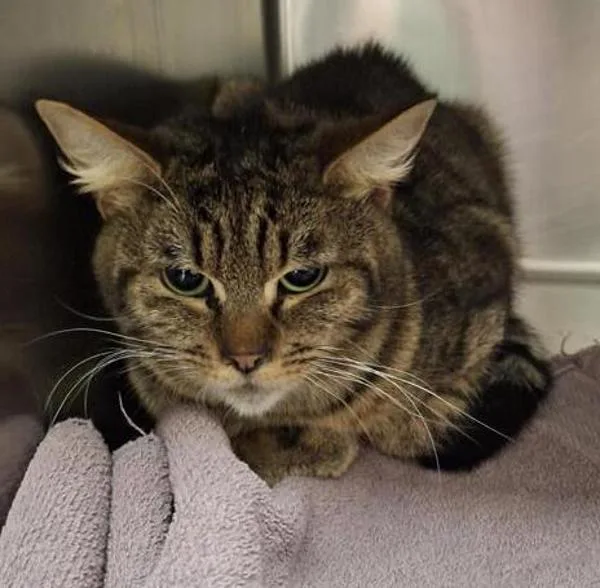 A young medium-sized male Domestic Short Hair cat named Little Guy for adoption in Vancouver, WA