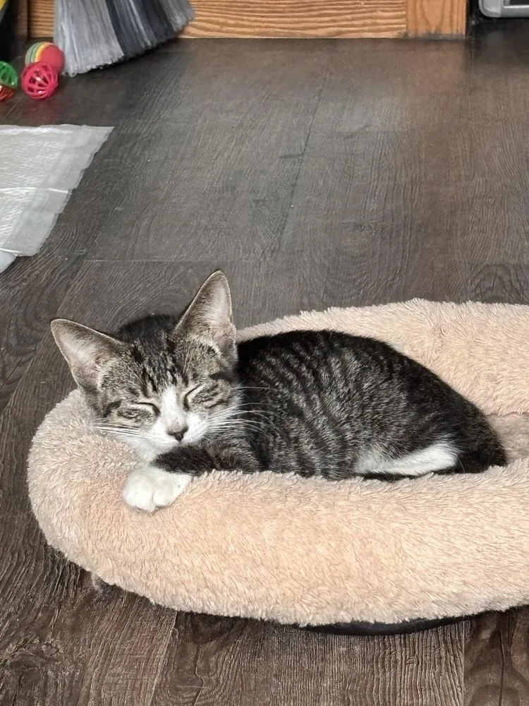A baby small-sized female Domestic Short Hair cat named Tig for adoption in Plymouth, MI