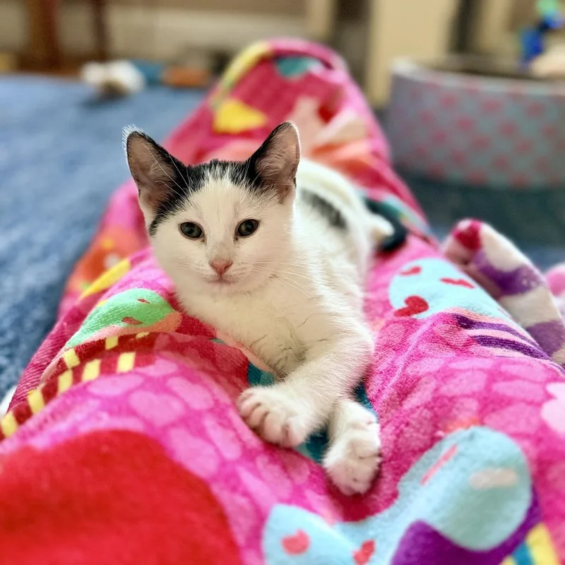 A baby small-sized female Black Domestic Short Hair cat named Vanilla's Oreo for adoption in Potomac, MD