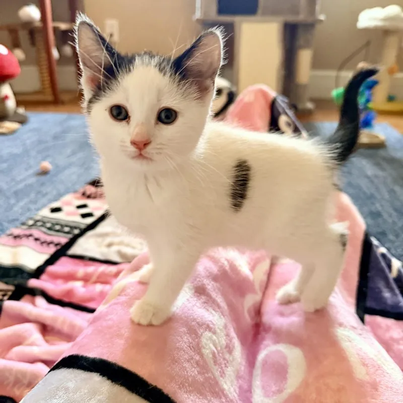 Vanilla's Oreo thumbnail 2
