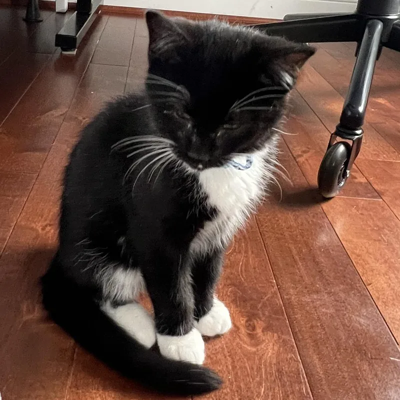 A baby small-sized male Black Domestic Short Hair cat named Wise Stanley Hudson for adoption in Abingdon, MD