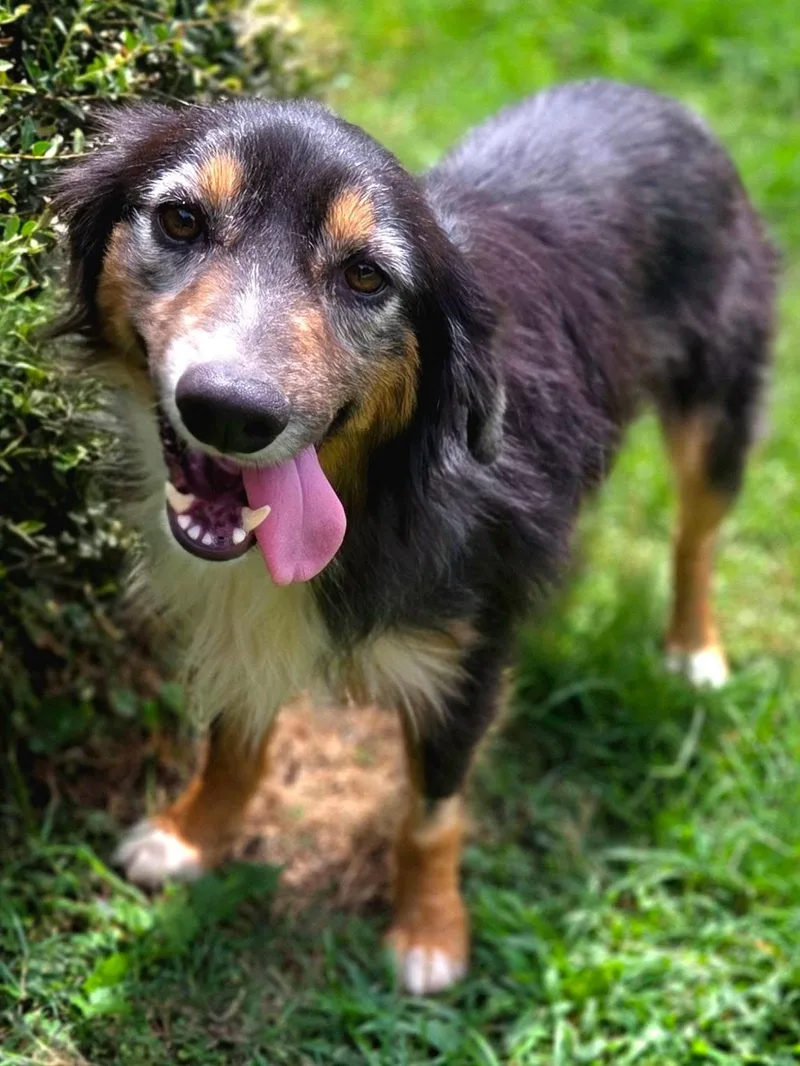 An adult medium-sized male Australian Shepherd dog named Trevor for adoption in University Place, WA