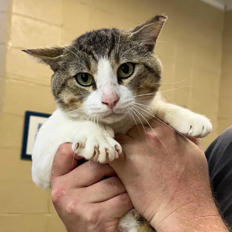 A baby large-sized male Gray / Blue / Silver Domestic Short Hair cat named Hunter for adoption in Lucedale, MS