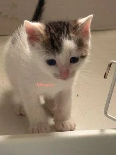 A baby medium-sized female Domestic Short Hair cat named Alloway for adoption in Carneys Point, NJ