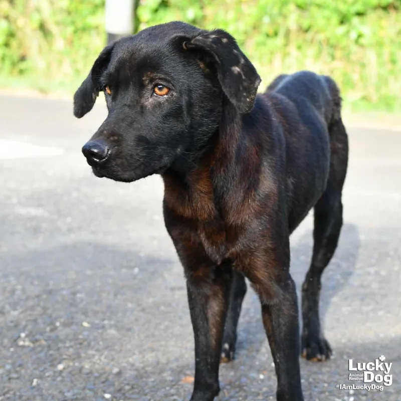 An adult medium-sized female Labrador Retriever dog named Tuquita for adoption in Washington, DC