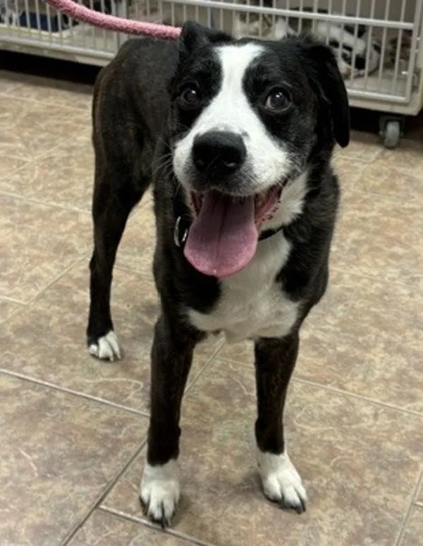 A senior medium-sized male Boxer dog named Howlin' Wolf for adoption in Littleton, CO