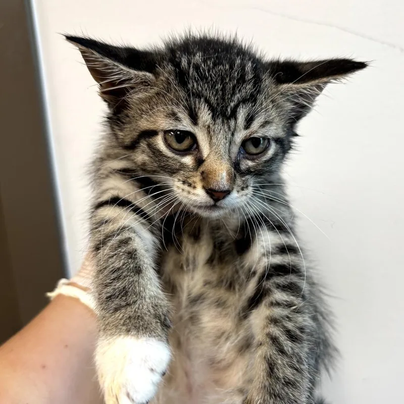 A baby small-sized female Gray / Blue / Silver Domestic Short Hair cat named Pearl Crabs for adoption in Cleveland, MS