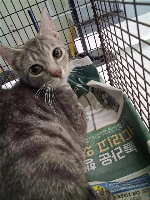 A baby large-sized female Domestic Short Hair cat named Shirley for adoption in Los Angeles, CA