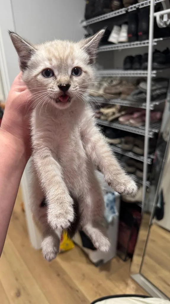 A baby medium-sized male Domestic Short Hair cat named Sterling for adoption in Johnson City, TN