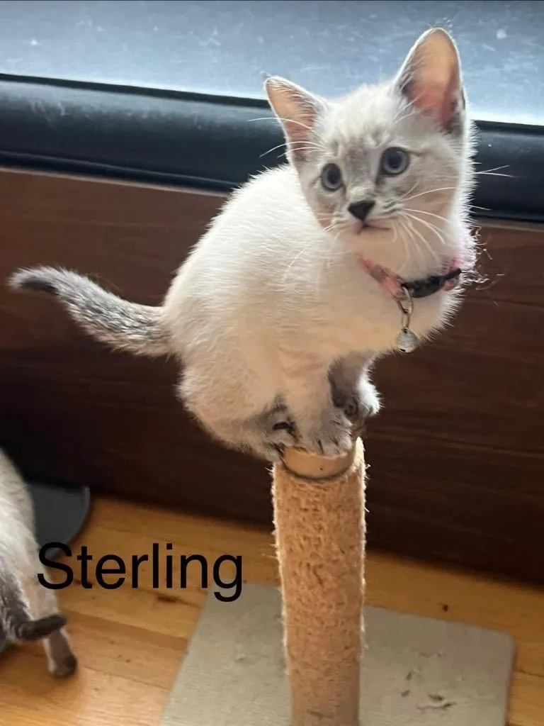 Sterling thumbnail 3
