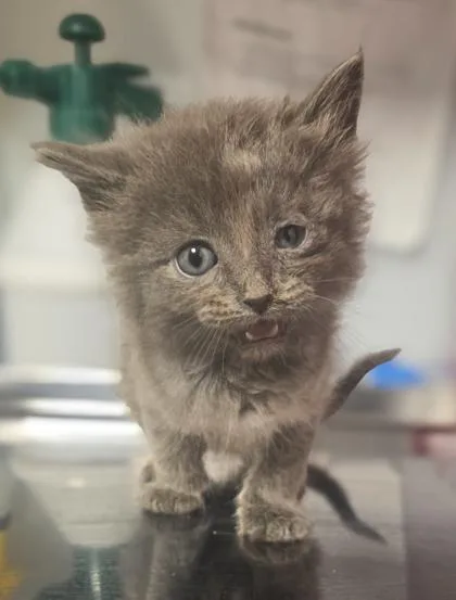 A baby small-sized male Domestic Long Hair cat named Bender for adoption in Fresno, CA