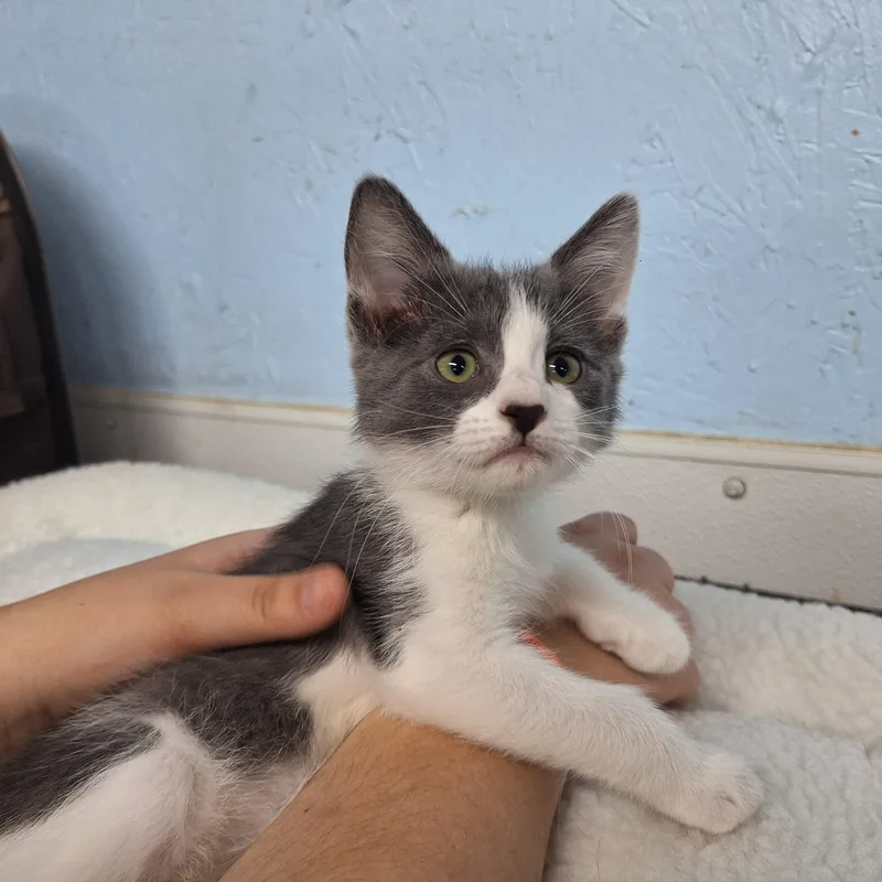 A baby medium-sized female Domestic Short Hair cat named Ringo for adoption in Clarinda, IA