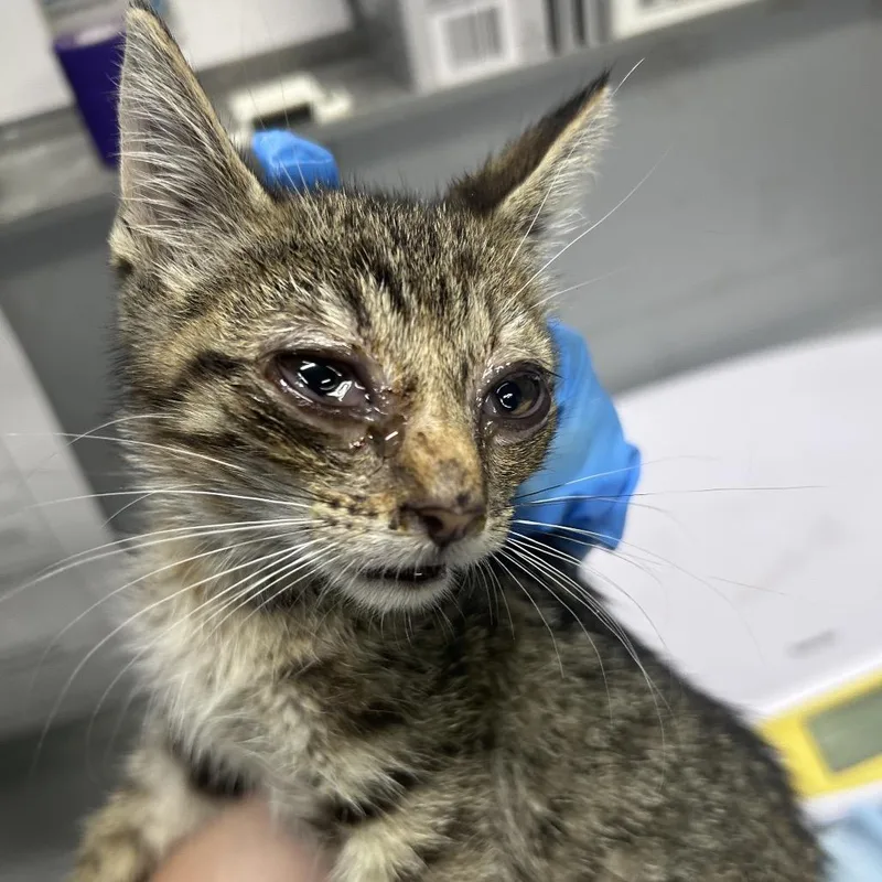 A baby small-sized female Brown / Chocolate Domestic Short Hair cat named Renee for adoption in Summerville, SC