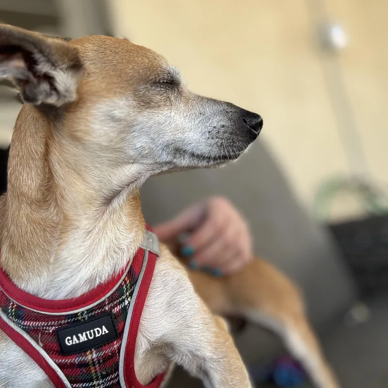 Mr. Handsome Chico thumbnail 2