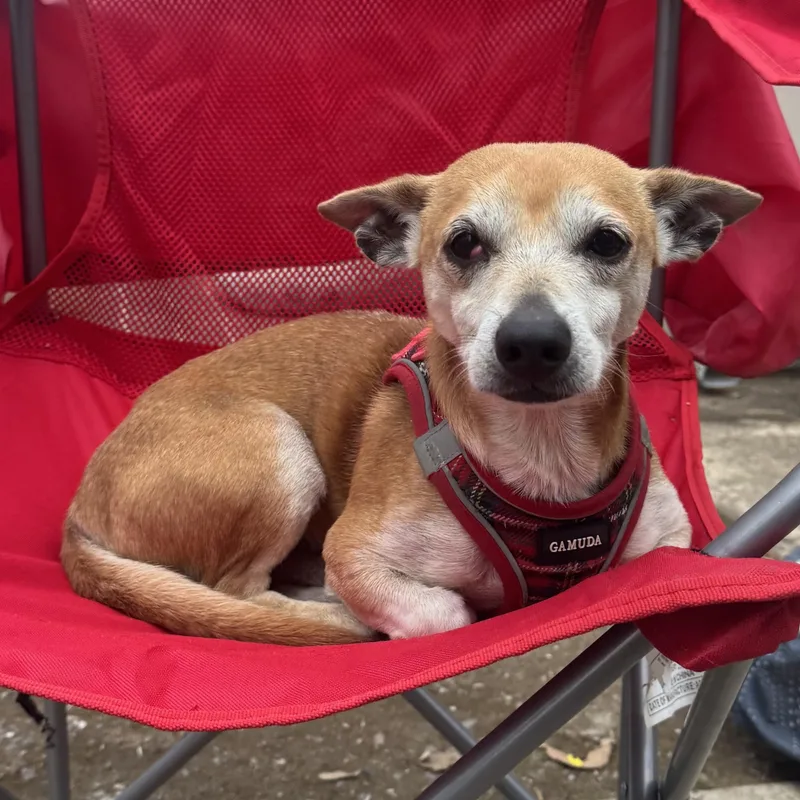 Mr. Handsome Chico thumbnail 4