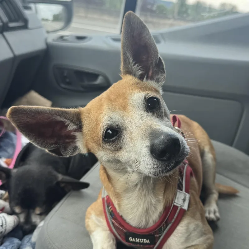 Mr. Handsome Chico thumbnail 5