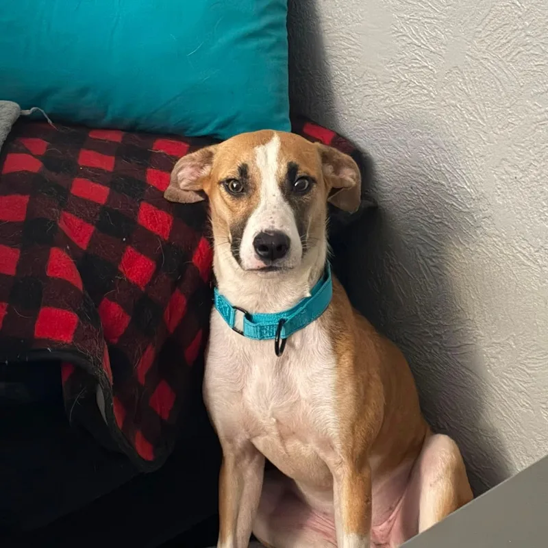 A young medium-sized female Mixed Breed dog named Libby for adoption in East Peoria, IL