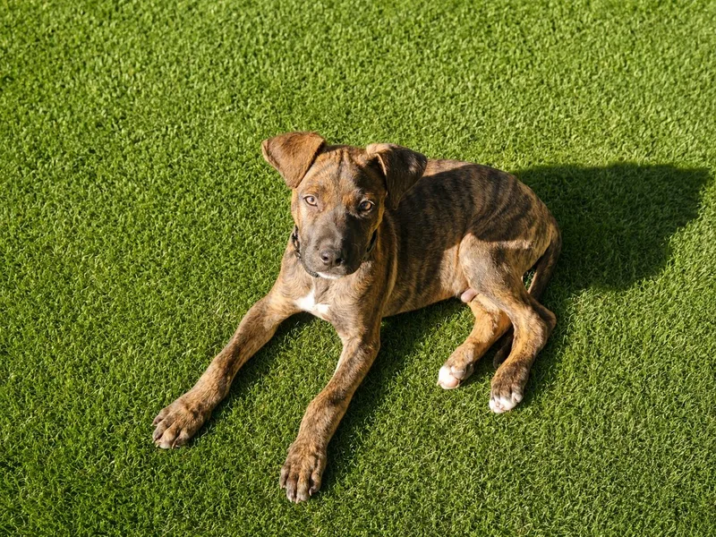 A baby medium-sized male Mixed Breed dog named Wynx for adoption in Holbrook, NY
