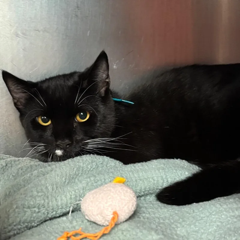 A young medium-sized male Black Domestic Short Hair cat named Cupid Shuffle for adoption in Springfield, MA