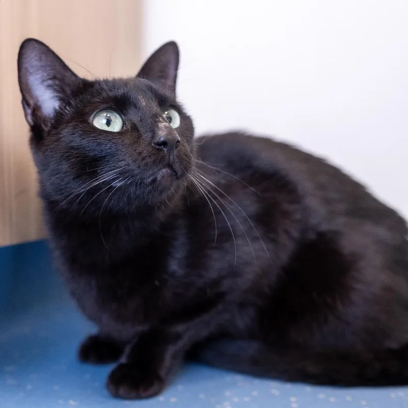 An adult medium-sized female Black Domestic Short Hair cat named Donut for adoption in Inver Grove Heights, MN