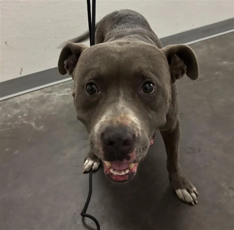 An adult medium-sized male Pit Bull Terrier dog named Vinny for adoption in Los Angeles, CA