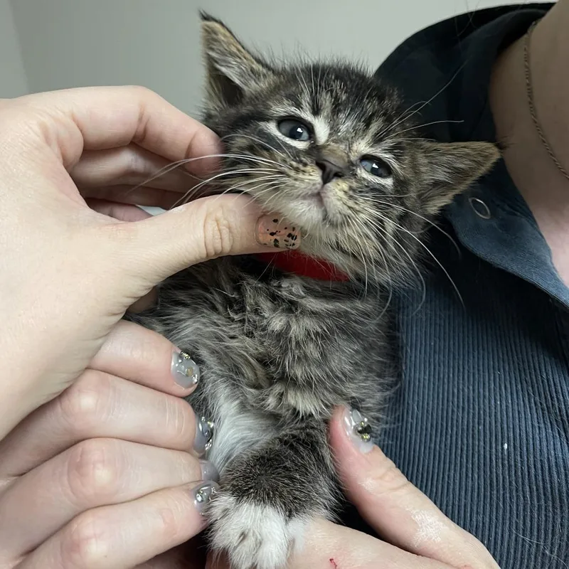 A baby small-sized male Brown / Chocolate Domestic Short Hair cat named Jetset for adoption in Normal, IL