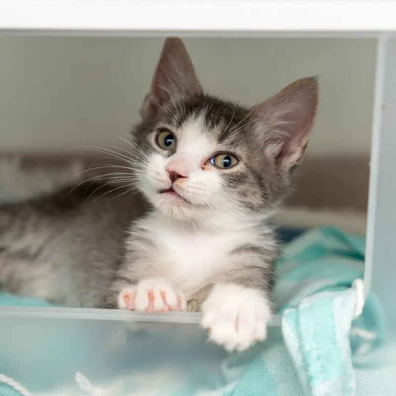 A baby small-sized male Gray / Blue / Silver Domestic Short Hair cat named Pico De Gallo for adoption in New York, NY