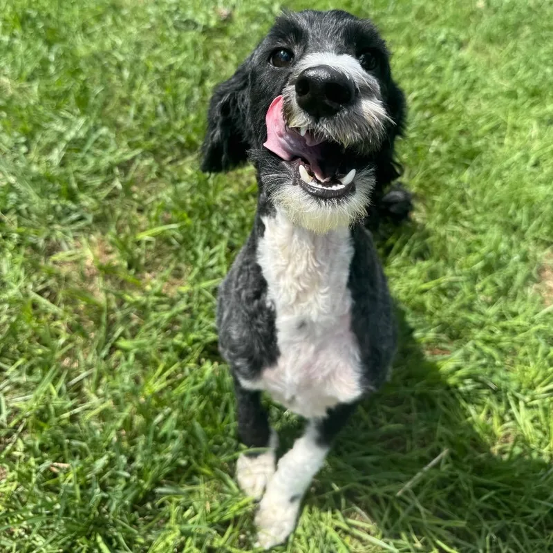 An adult medium-sized female Black Miniature Poodle dog named Karley Rose 'koko' for adoption in Houston, TX