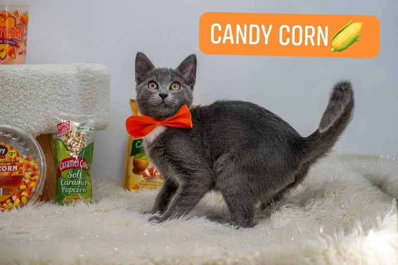 A baby small-sized male Gray & White Domestic Short Hair cat named Candy Corn for adoption in Sevierville, TN