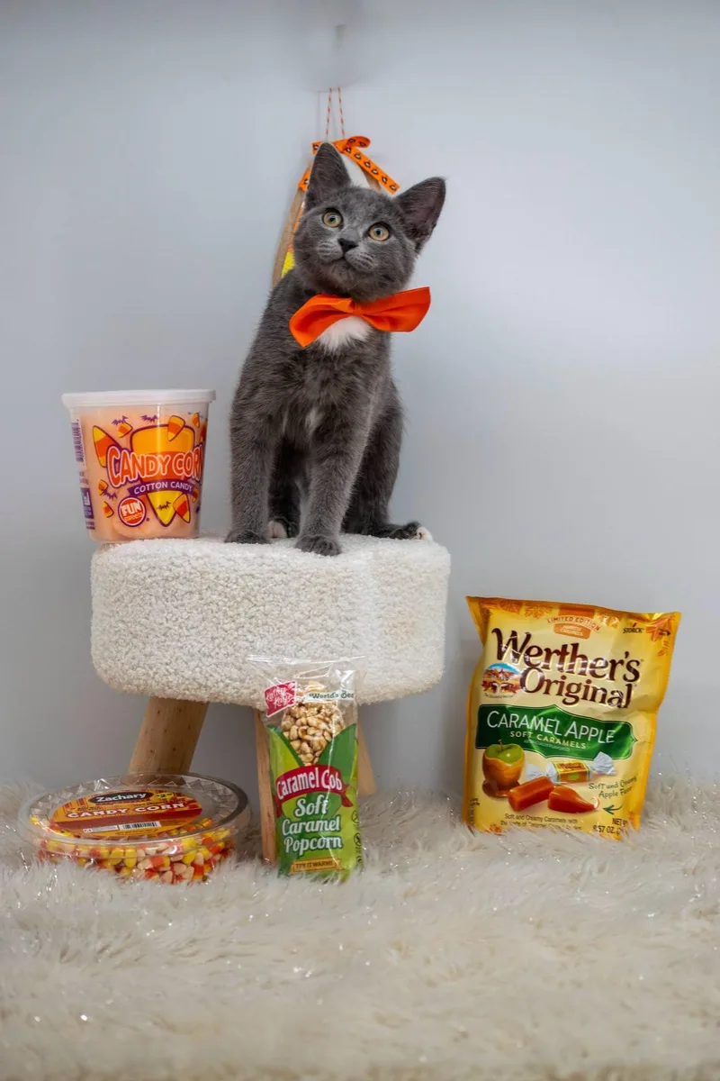Candy Corn thumbnail 2