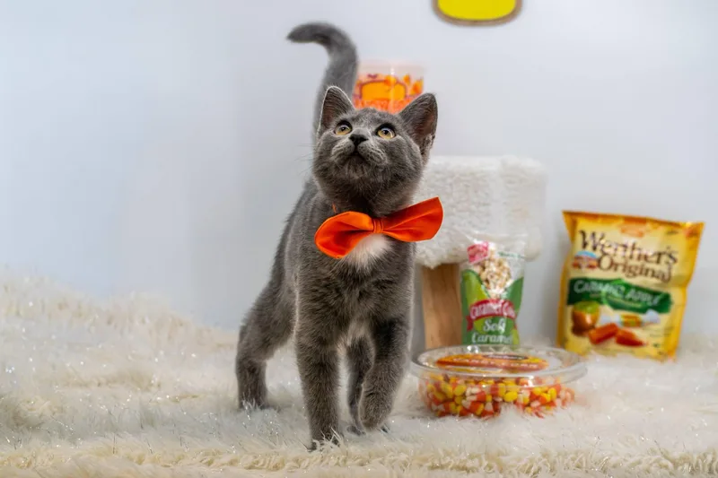 Candy Corn thumbnail 3