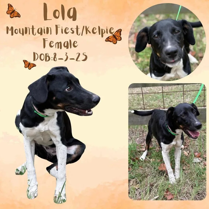 A young medium-sized female Tricolor (Brown, Black, & White) Feist dog named Lola for adoption in Caldwell, TX