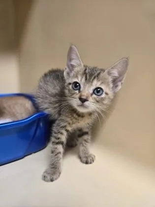 A baby small-sized female Domestic Short Hair cat named Constance for adoption in Clarks Summit, PA